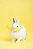 White rabbit wearing yellow glasses in front of yellow background
