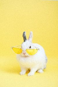 White rabbit wearing yellow glasses in front of yellow background