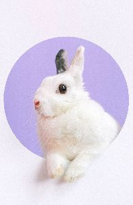 white rabbit with purple backgroun