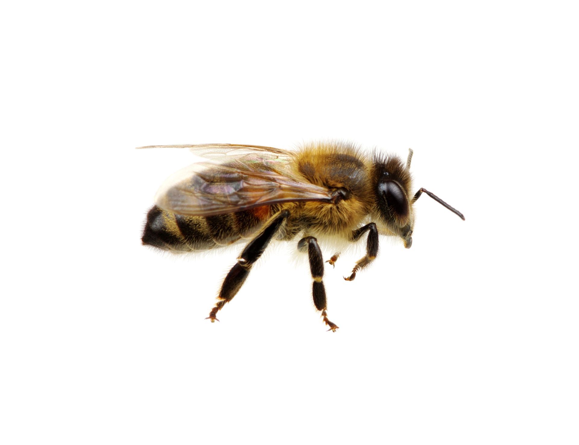 Abeja en vuelo, cuerpo rayado de color marrón y negro, alas transparentes, sobre fondo blanco.
