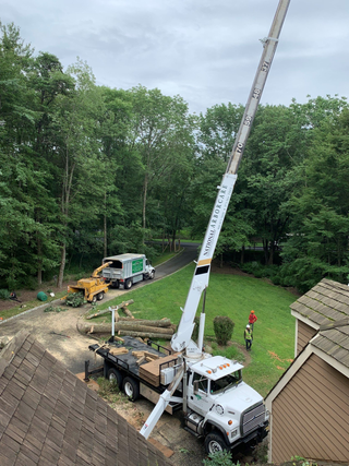 Tree Trimming — Worker Pruning a Tree in Succasunna, NJ