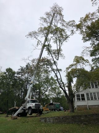 Man providing tree removal in Sparta, NJ