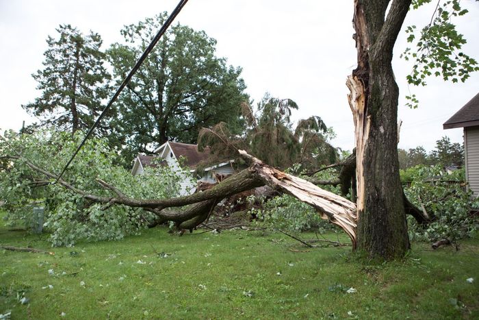 An image of Tree Service Company in Fridley, MN