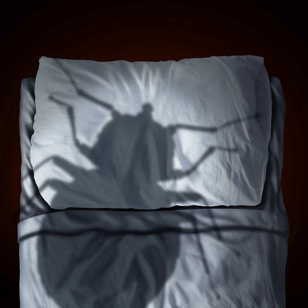 Como eliminar a las chinches de cama