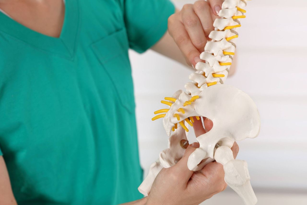 A doctor is holding a model of the spine and pelvis.