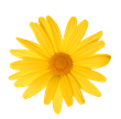 fiorellino giallo