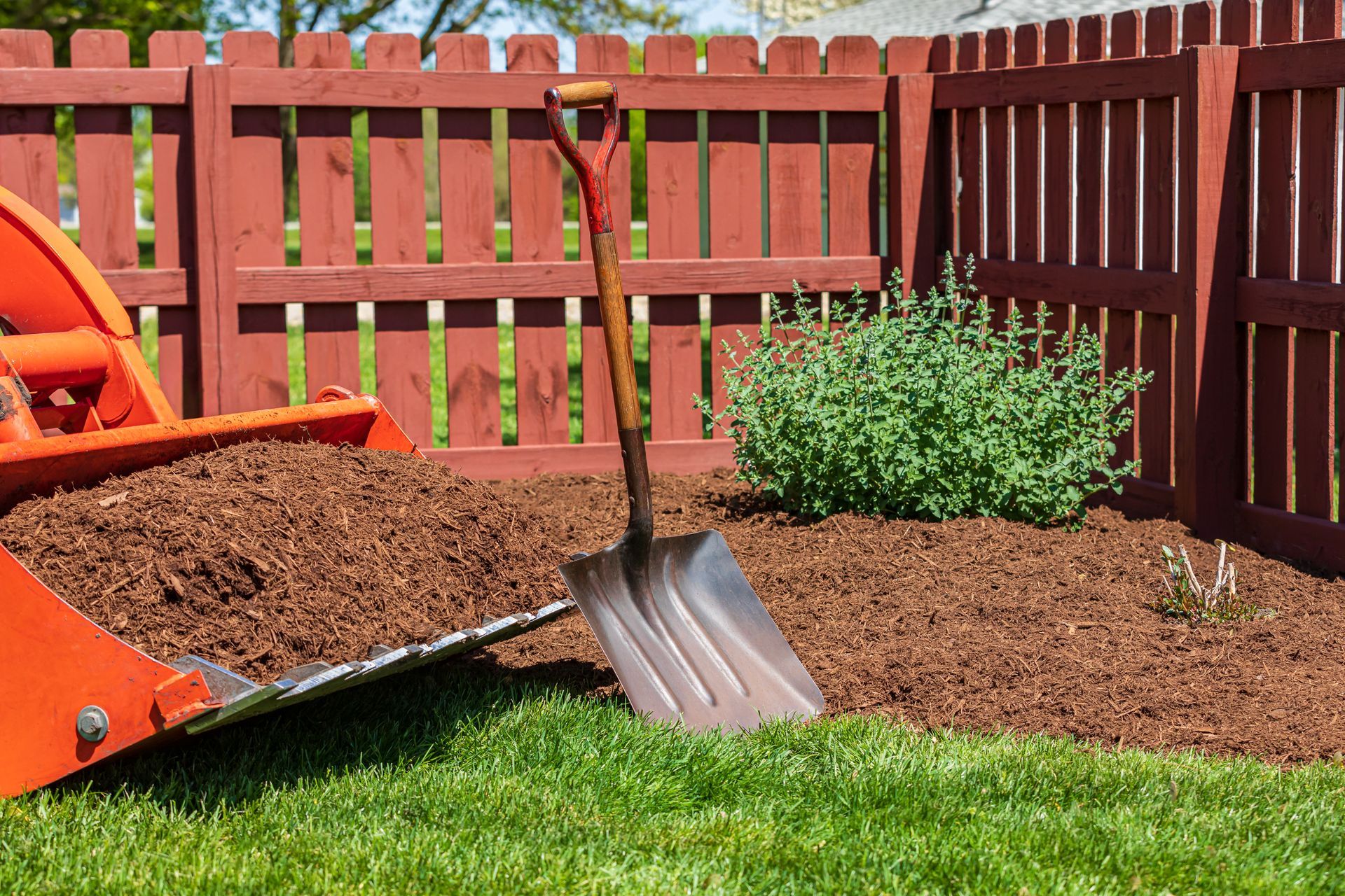 A shovel leaning in a mulch bed, next to a plant, with mulch in a tractor scoop by a red fence.