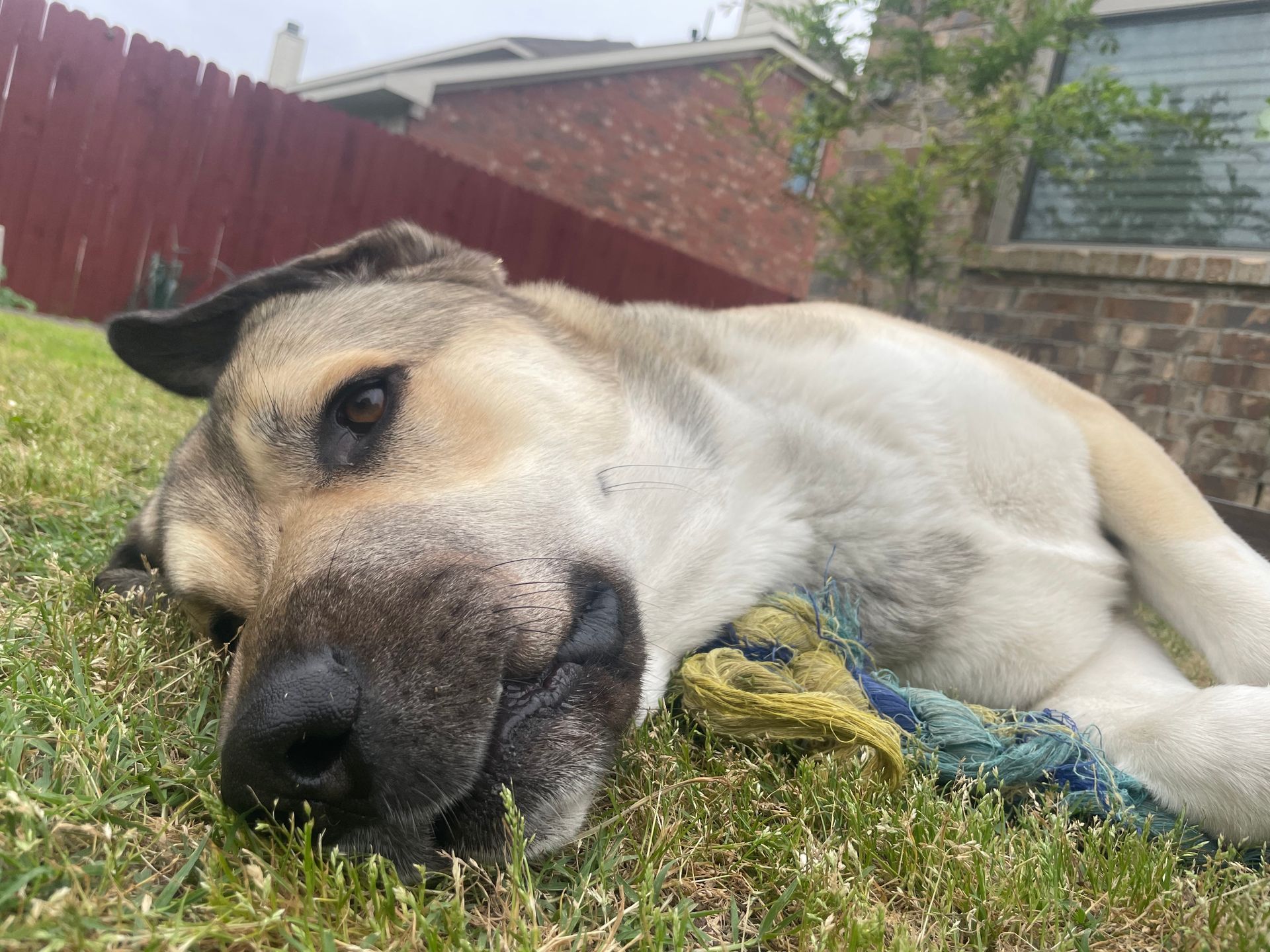 dog poop clean up service in San Antonio, Texas