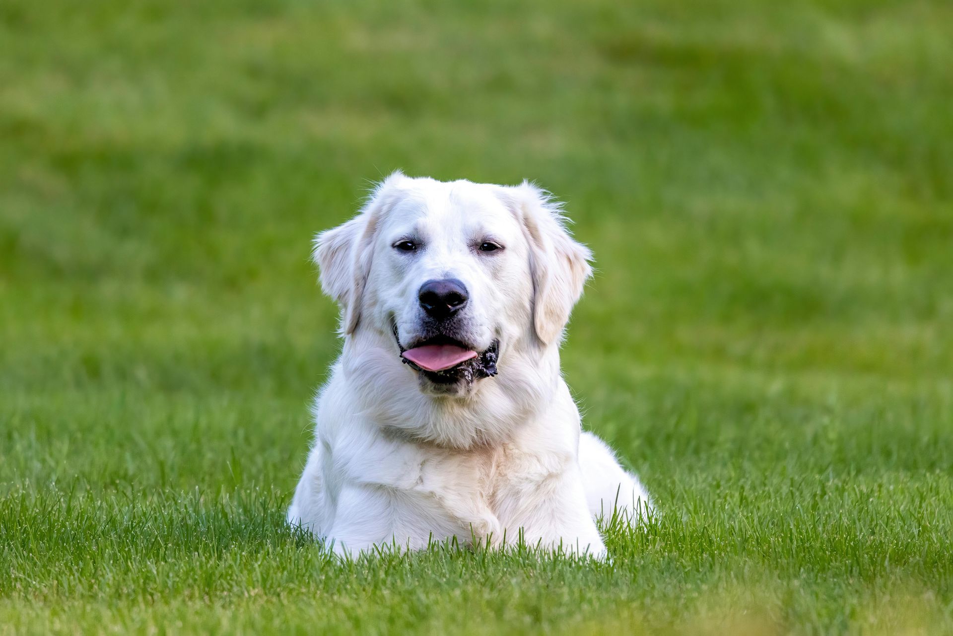 dog poop clean up service in San Antonio, Texas