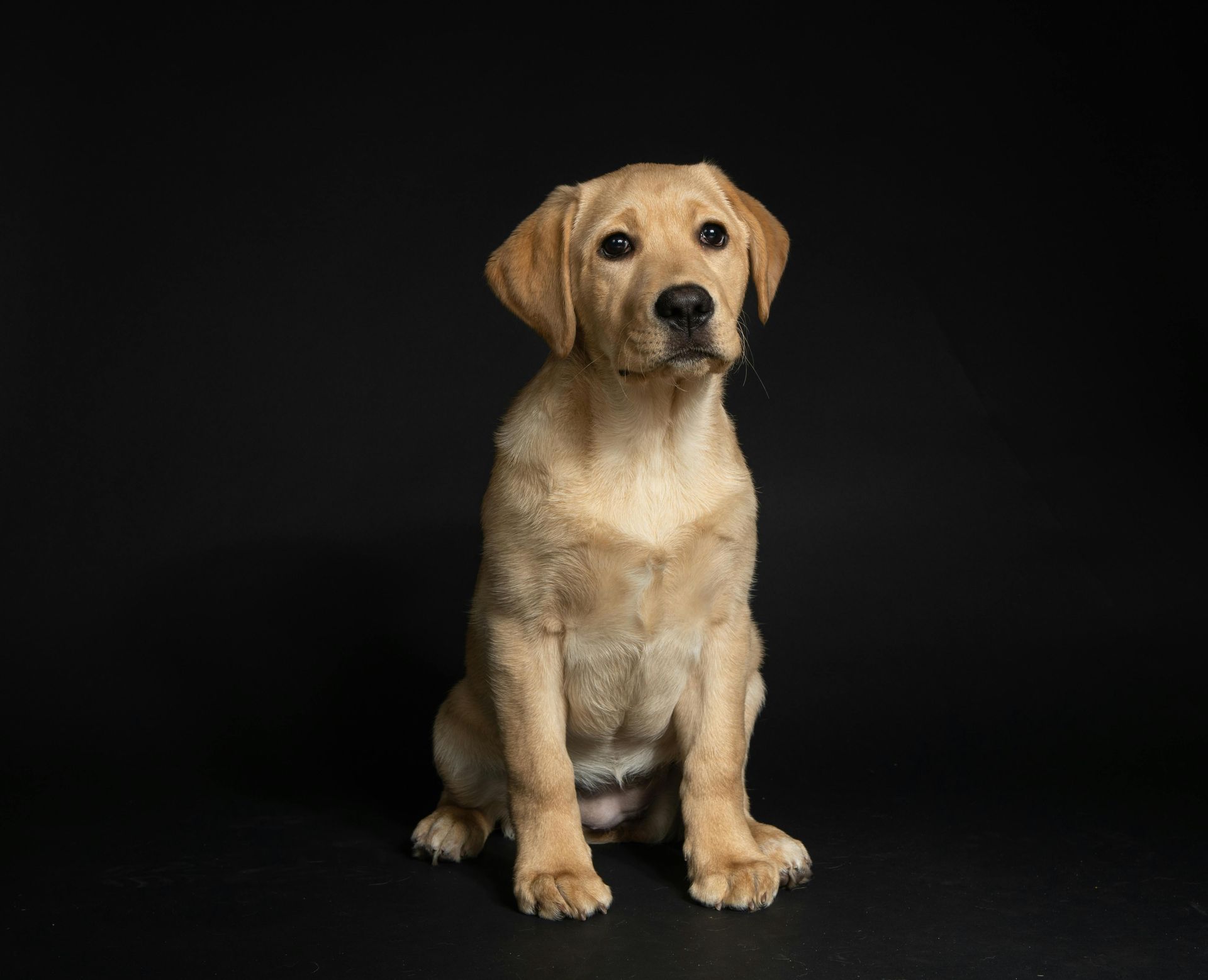 dog poop clean up service in San Antonio, Texas