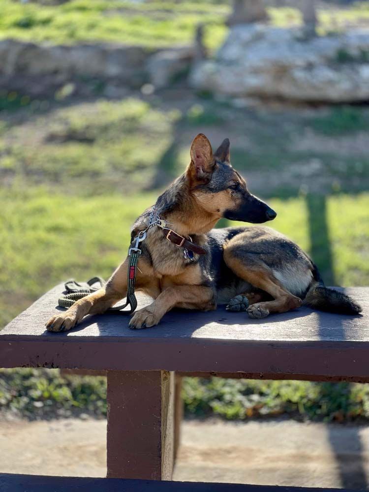 Dog Trainer 06 in Belton, TX