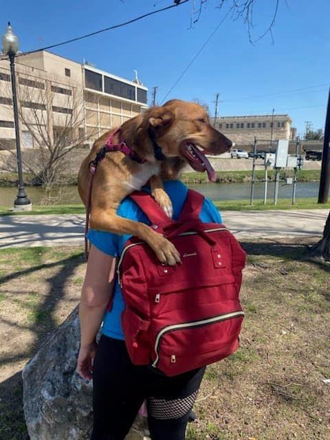 Dog Trainer 05 in Belton, TX