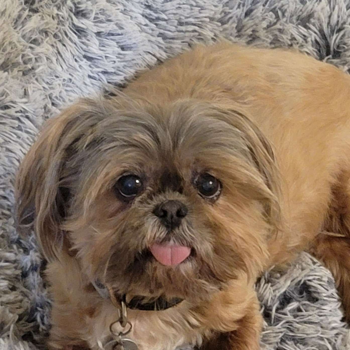 Dog Trainer 04 in Belton, TX