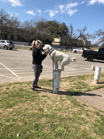Dog Trainer in Belton, TX 