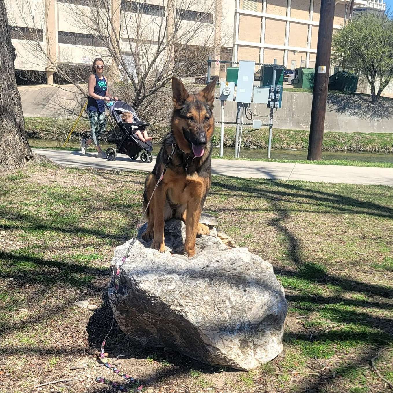 Dog Trainer, Dog Boarding Belton, TX Ruff Puppy Boarding & Training