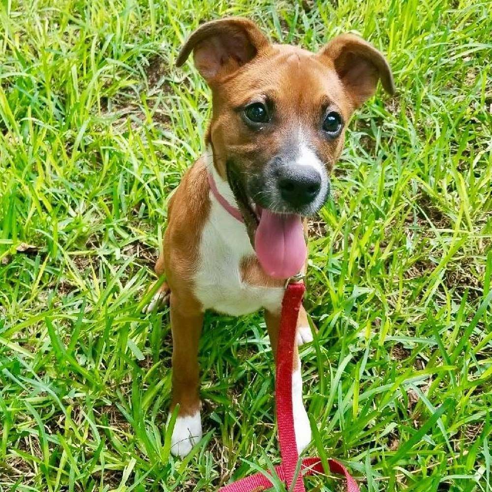Gallery | Belton, TX | Ruff Puppy Boarding & Training