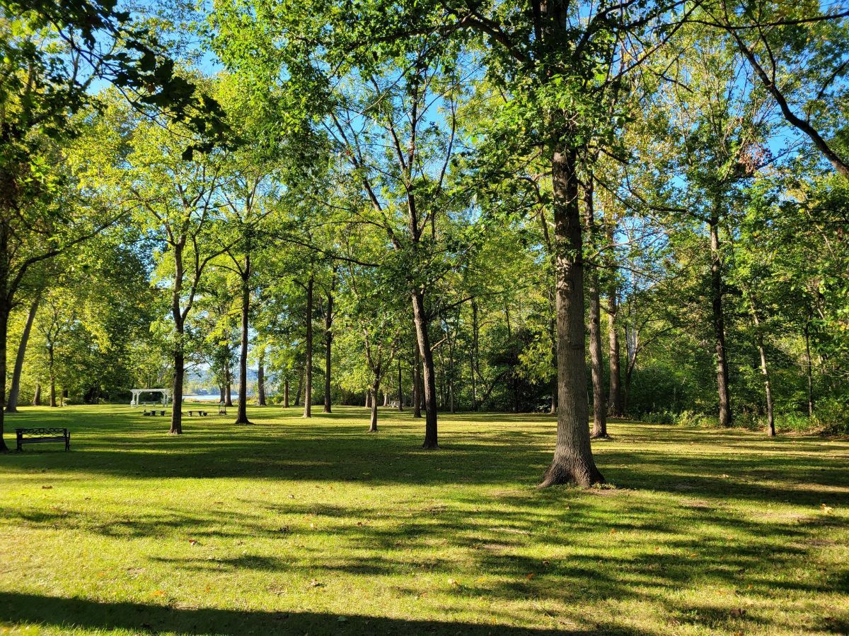 our backyard surrounded by trees