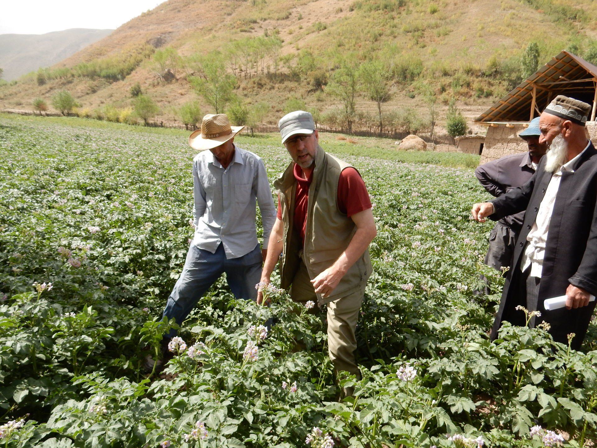 Potatoes in Tajikistan