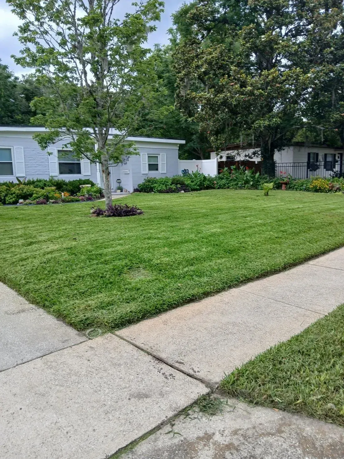 Suburban front yard with green lawn, young trees, and a concrete sidewalk beside a white house
