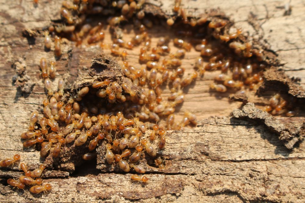 Termites Swarming in Damaged Wood — Pestie Bestie Pest Control In Shepparton, VIC