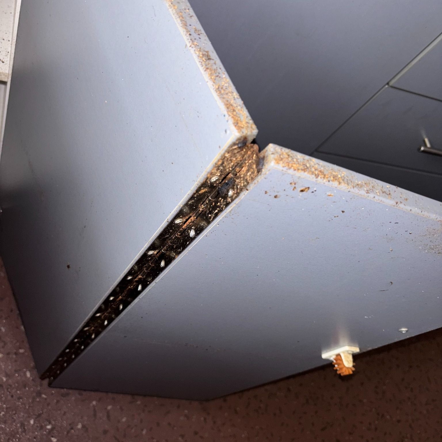 Damaged Cabinet Interior — Pestie Bestie Pest Control In Shepparton, VIC