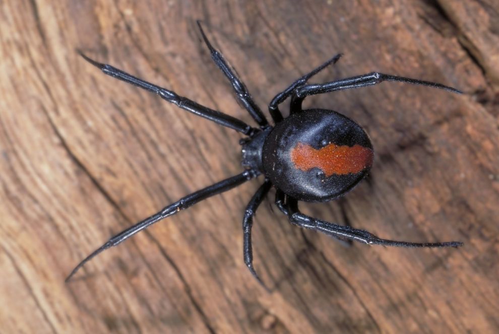 Black Widow Spider with A Red Hourglass Marking — Pestie Bestie Pest Control In Shepparton, VIC