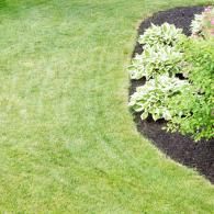 A curved edge separates a neatly trimmed green lawn from a garden bed filled with dark mulch and leafy hosta plants.