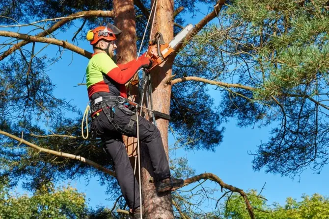 Tree worker in helmet and safety gear climbing and cutting branches among pine trees.