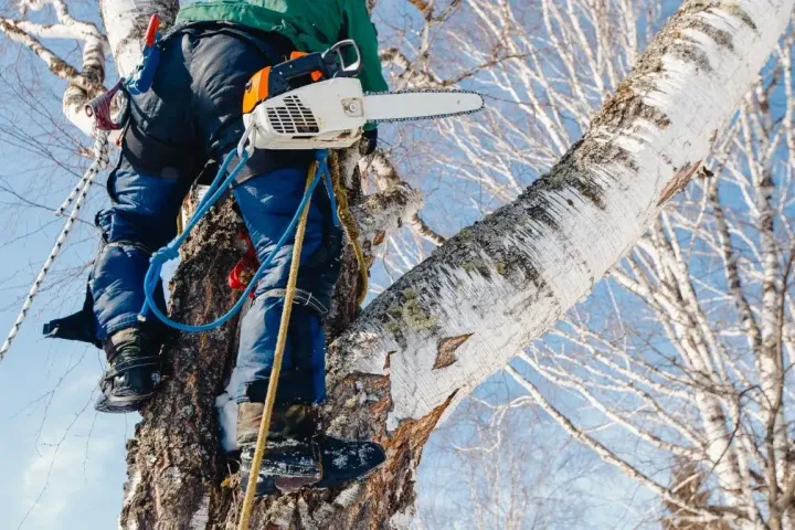 Tree worker using a chainsaw while climbing a birch tree in winter