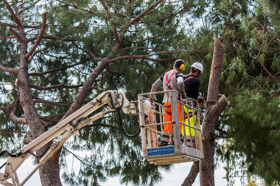 Workers in a lift trimming tree branches beside a large tree trunk