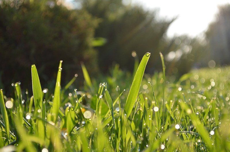 Water drops on grass