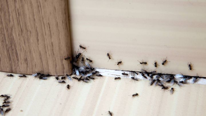infestazione di formiche