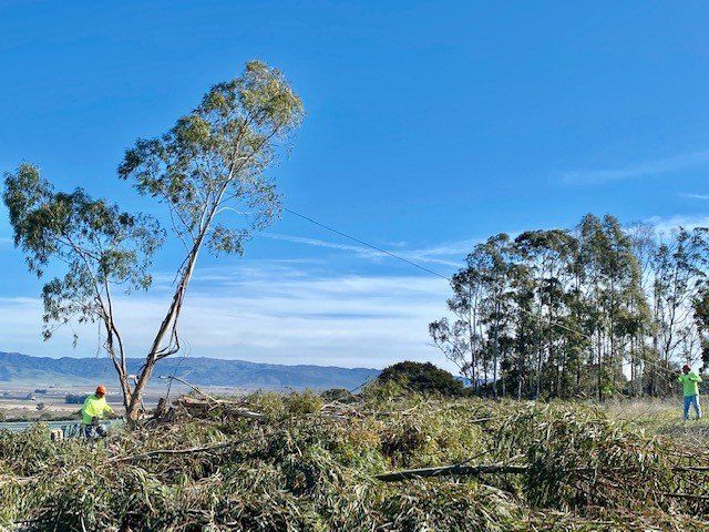 People cutting down trees in a field on a sunny day. Blue sky and distant mountains.