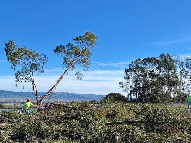 Men in safety vests cutting trees in a field under a bright blue sky.