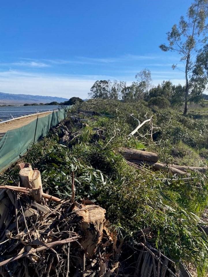 Pile of branches and debris next to green fence, under a blue sky.