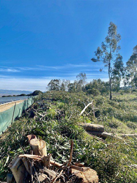 A hillside with cut trees, green debris, and a bright blue sky.