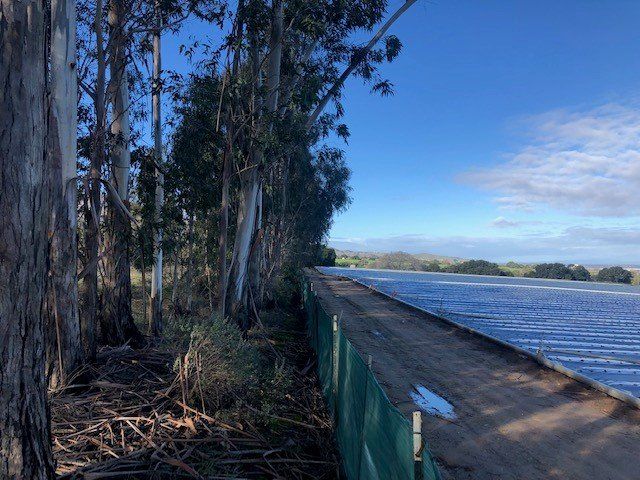 Tall trees line the edge of a water reservoir under a blue sky.