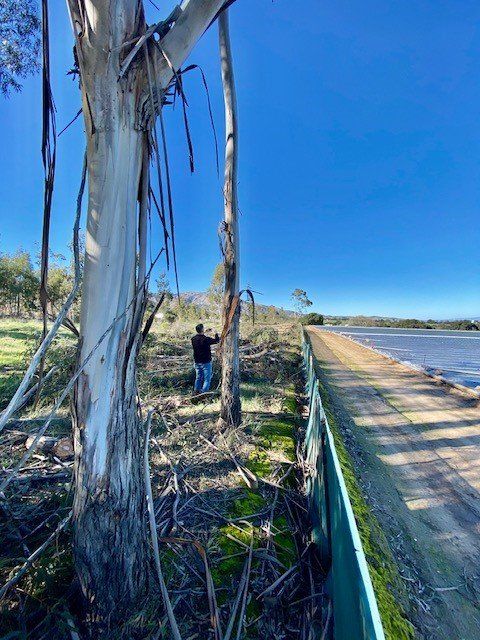 Person standing by eucalyptus trees near a concrete structure and water on a sunny day.