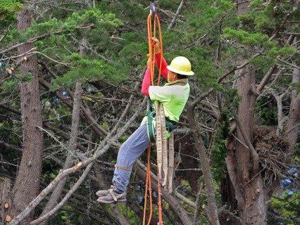 Man on Cable Cutting Branches — Monterey County, CA — RA  Landscape & Design