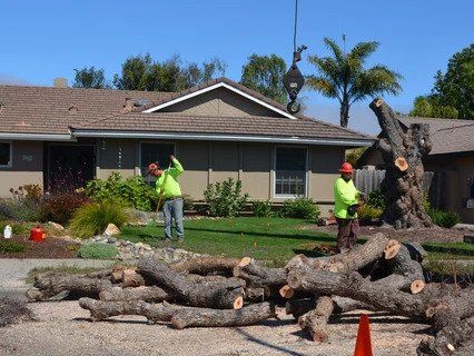 Tree Cutting — Salinas, CA — Urban Lumberjacks