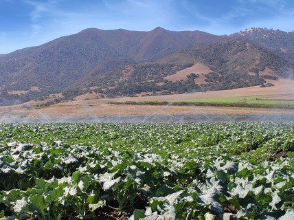 Landscape Cleared with Trees — Monterey County, CA — RA  Landscape & Design