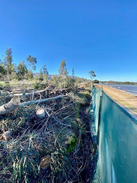 Clearcut trees next to green barrier, with water in the distance and clear blue sky.
