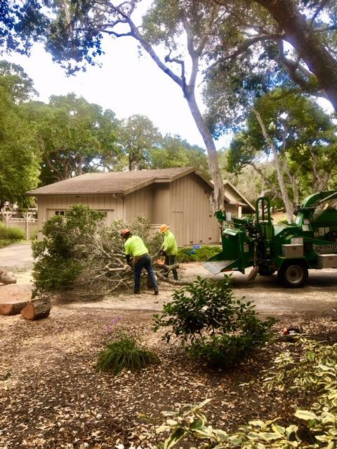 Two workers in safety vests trimming a tree near a wood chipper and a light-colored building.