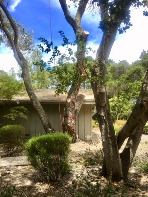Oak tree with some limbs removed, in front of a house.