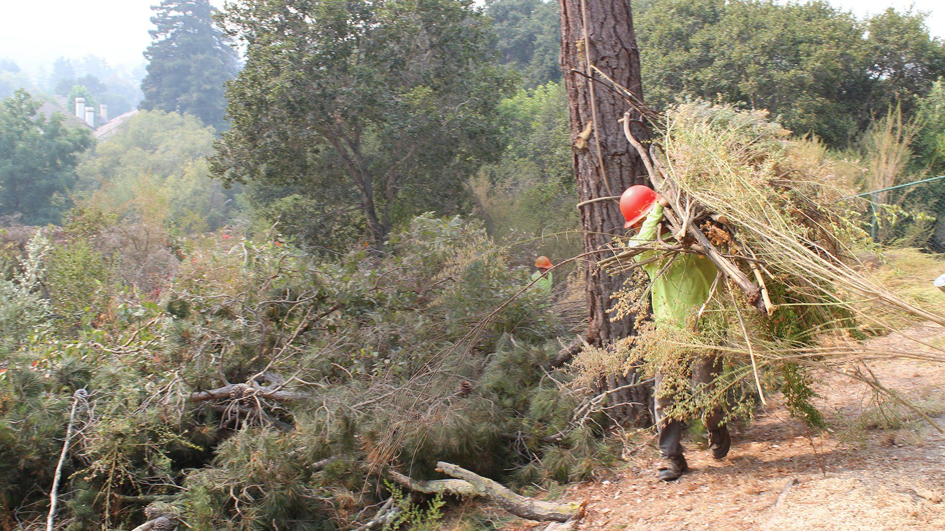 Person in a green shirt and hard hat carries branches in a wooded area.