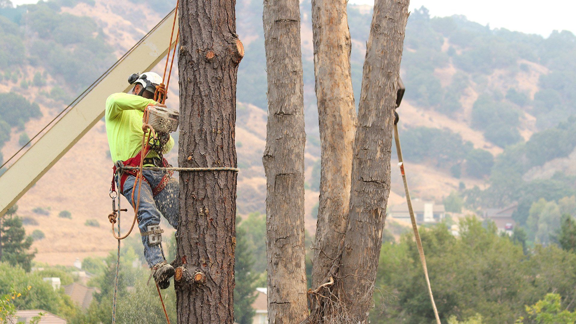 Arborist in safety gear cutting tree branches with a chainsaw. Mountains and trees in the background.