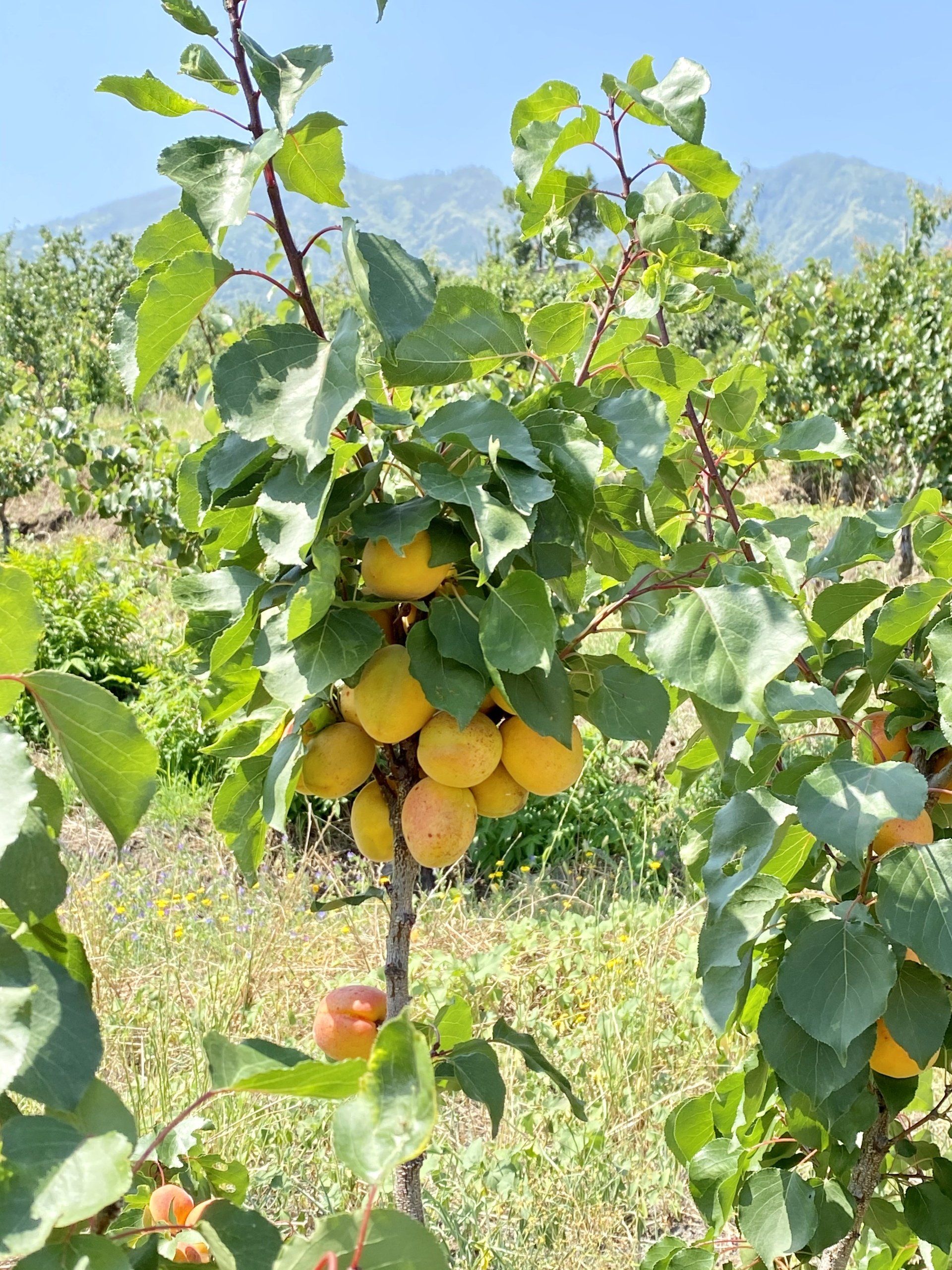 Ingredienti selezionati