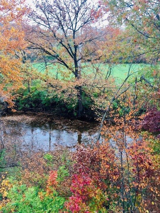 A river surrounded by trees with autumn leaves and a field in the background.