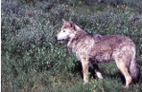 Gray wolf in field, looking left, brown and gray fur.