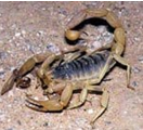 Scorpion on sandy ground, tan with dark back, tail curled over.